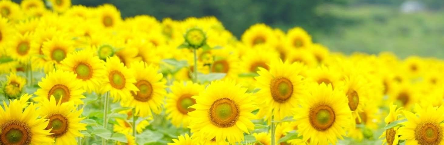 夏のひまわり畑